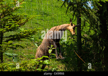 Female Chamois ( Rupicapra rupicapra ) standing on wire fence, Upper Bavaria, Germany, Europe. Stock Photo
