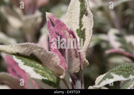 Garden sage - Salvia officinalis 'Tricolor' Stock Photo
