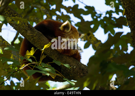 Red Panda (Ailurus fulgens fulgens) sleeping in tree, Hellabrunn Zoo, Munich, Upper Bavaria, Germany, Europe. Stock Photo