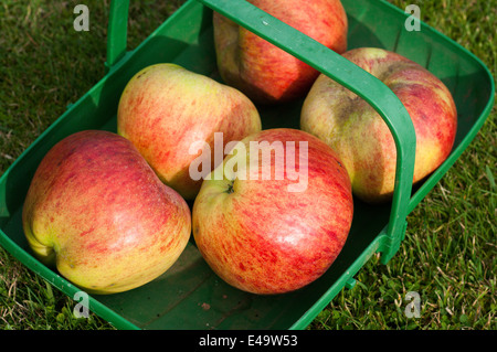 Five ripe apples in a green plastic trug Stock Photo