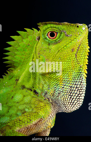 Chameleon forest dragon / Gonocephalus chamaeleontinus Stock Photo