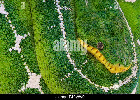 Upper Amazon tree boa / Corallus batesii Stock Photo