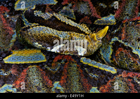 Rhinoceros viper / Bitis nasicornis Stock Photo