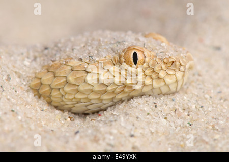 Sahara sand viper / Cerastes vipera Stock Photo