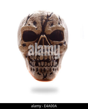 Frontal View Human Skull Stock Photo