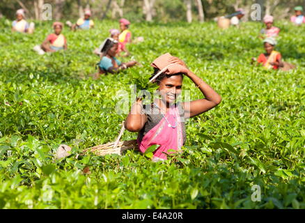 Smiling tea pickers working in tea plantation, Balipara district, Assam, India, Asia Stock Photo