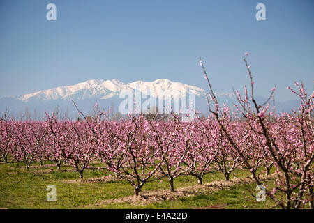 Fruit blossom, Mount Canigou, Pyrenees Oriental, Languedoc-Roussillon, France, Europe Stock Photo