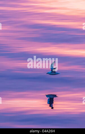 Adult northern fulmar (Fulmarus glacialis) reflected in flight on calm seas near Sisimiut, western Greenland, Polar Regions Stock Photo