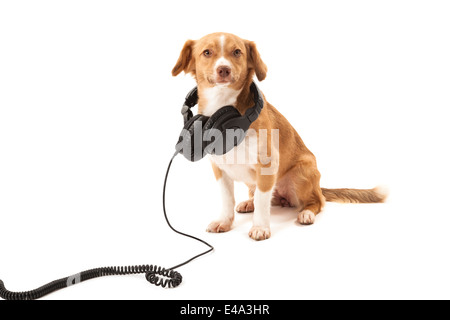 Portrait of dog with headphone isolated on white background Stock Photo