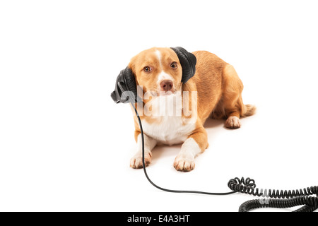 Portrait of dog listening music on headphone isolated on white background Stock Photo