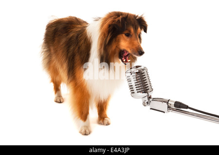Portrait of dog singing on vintage microphone isolated over white background Stock Photo