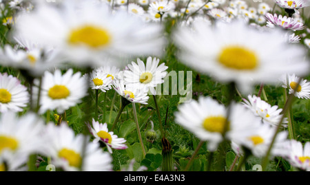 Daisy flowers close up Stock Photo