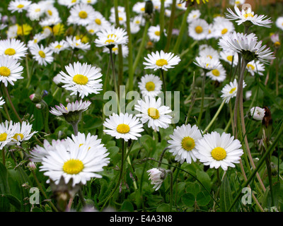 Daisy flowers in a field close up Stock Photo