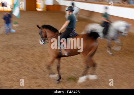 The Royal Andalusian School of Equestrian Art training, Jerez, Andalucia, Spain, Europe Stock Photo