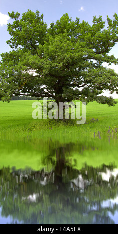 tree growing in the middle of the field and is reflected in the water Stock Photo
