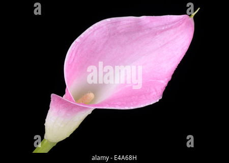 Pink calla lily, Araceae, in front of black background Stock Photo