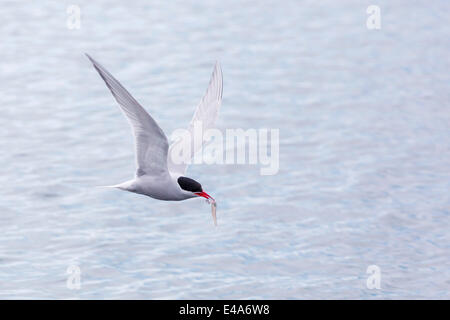Adult Antarctic tern (Sterna vittata) in flight with fish in its bill in the Enterprise Islands, Southern Ocean, Antarctica Stock Photo