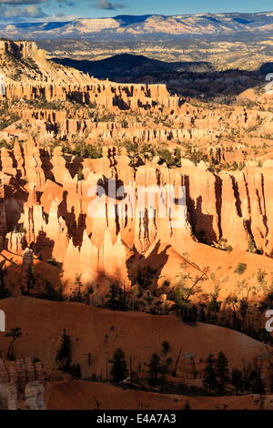 Late afternoon sun lights lines of hoodoos at Sunset Point, Bryce Canyon National Park, Utah, USA Stock Photo