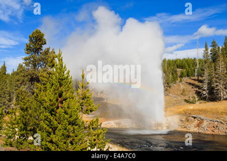 Eruption of Riverside Geyser, Firehole River, Upper Geyser Basin, Yellowstone National Park, UNESCO, Wyoming, USA Stock Photo