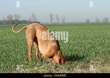 Rhodesian Ridgeback Livernose Stock Photo