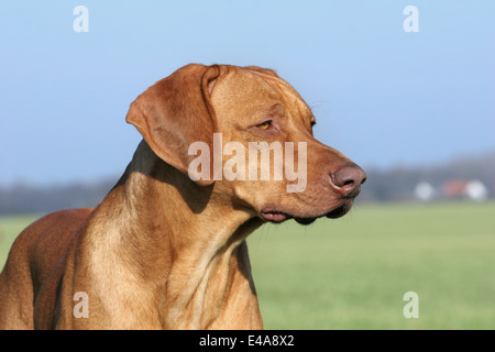 Rhodesian Ridgeback Livernose Stock Photo