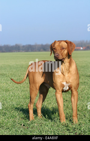 Rhodesian Ridgeback Livernose Stock Photo