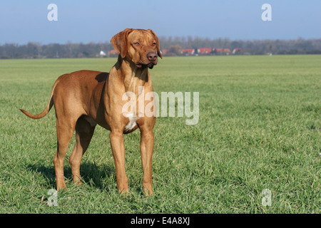 Rhodesian Ridgeback Livernose Stock Photo