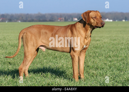 Rhodesian Ridgeback Livernose Stock Photo