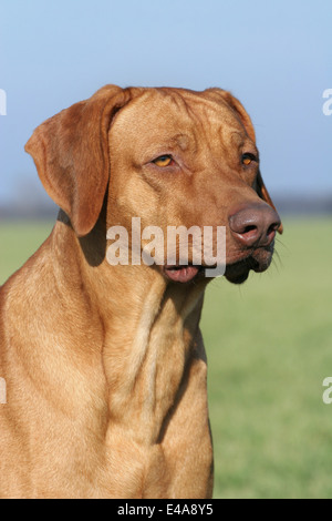 Rhodesian Ridgeback Livernose Stock Photo