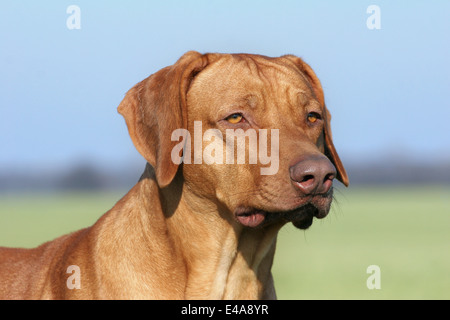 Rhodesian Ridgeback Livernose Stock Photo