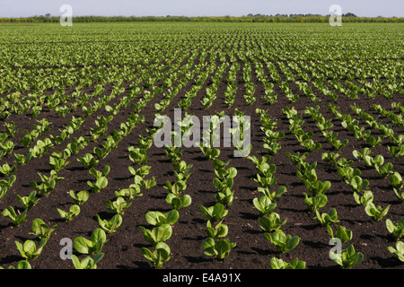 Little Gem lettuces growing in the Fens Stock Photo