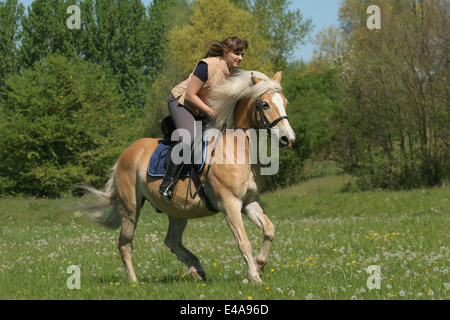 woman rides Haflinger horse Stock Photo