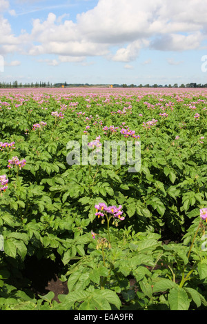 Potato fields flowering in the Fens with irigators in the distance Stock Photo