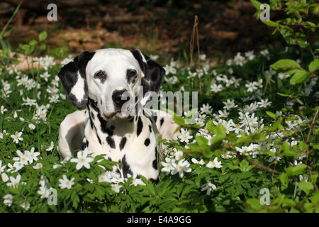 Dalmatian in flower field Stock Photo