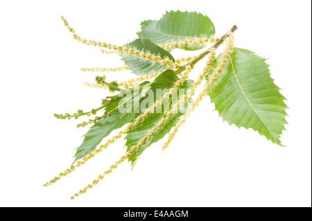 Chestuts branch with catkins isolated on white Stock Photo