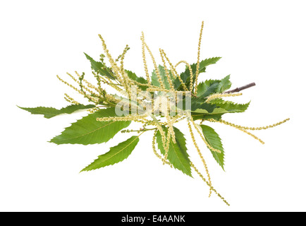 chestnut branch isolated on white Stock Photo