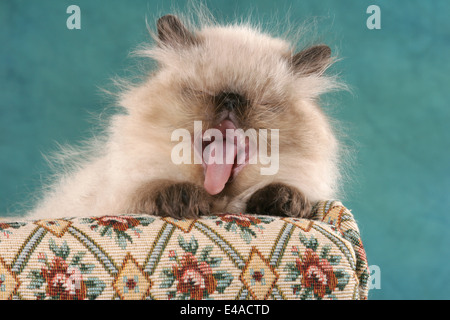 Persian kitten Stock Photo