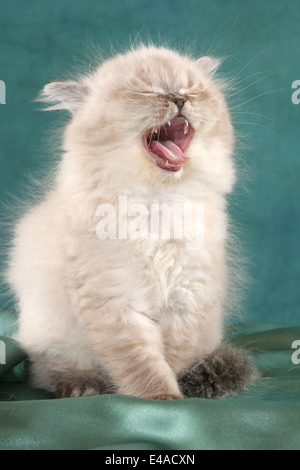 Persian Kitten Stock Photo