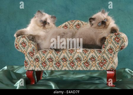 Persian Kitten Stock Photo