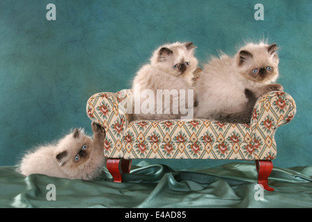 Persian Kitten Stock Photo