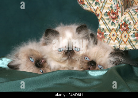 Persian Kitten Stock Photo