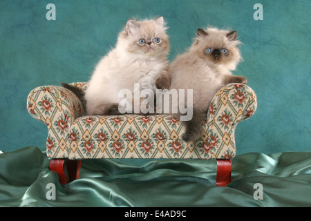 Persian Kitten Stock Photo