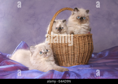 Persian Kitten Stock Photo