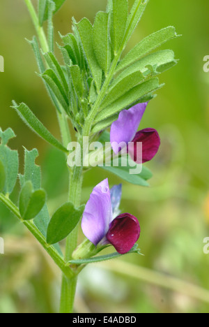 common vetch in flower Stock Photo