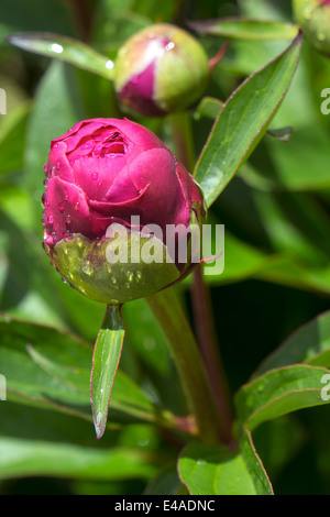 Dewdrops on bud of pink peony, Paeonia officinalis Stock Photo