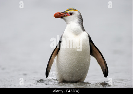 Royal Penguin (Eudyptes schlegeli) coming out the water on Macquarie Island, sub Antarctic waters of Australia. Stock Photo