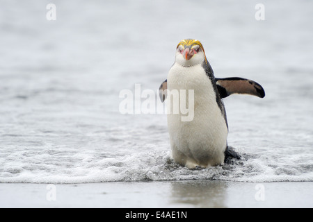 Royal Penguin (Eudyptes schlegeli) coming out of the water on Macquarie Island, sub Antarctic waters of Australia. Stock Photo