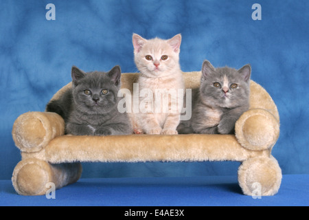 kitten on couch Stock Photo