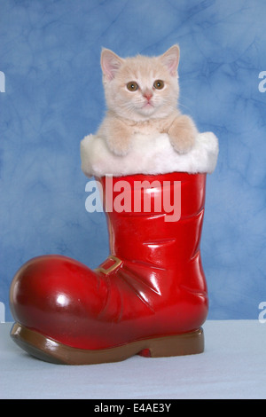 kitten in boot Stock Photo