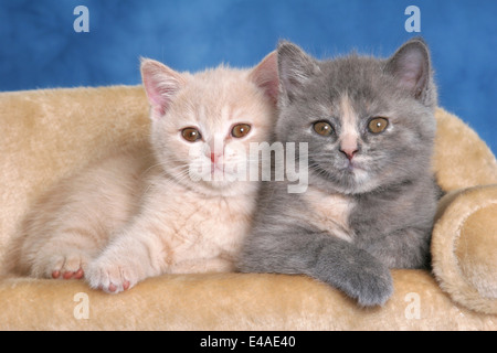 kitten on couch Stock Photo